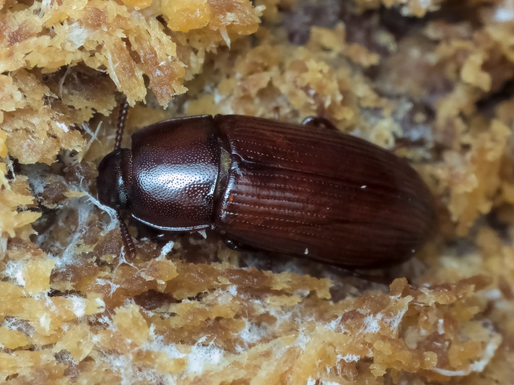 Uloma rufa (Piller & Mitterpacher, 1783)